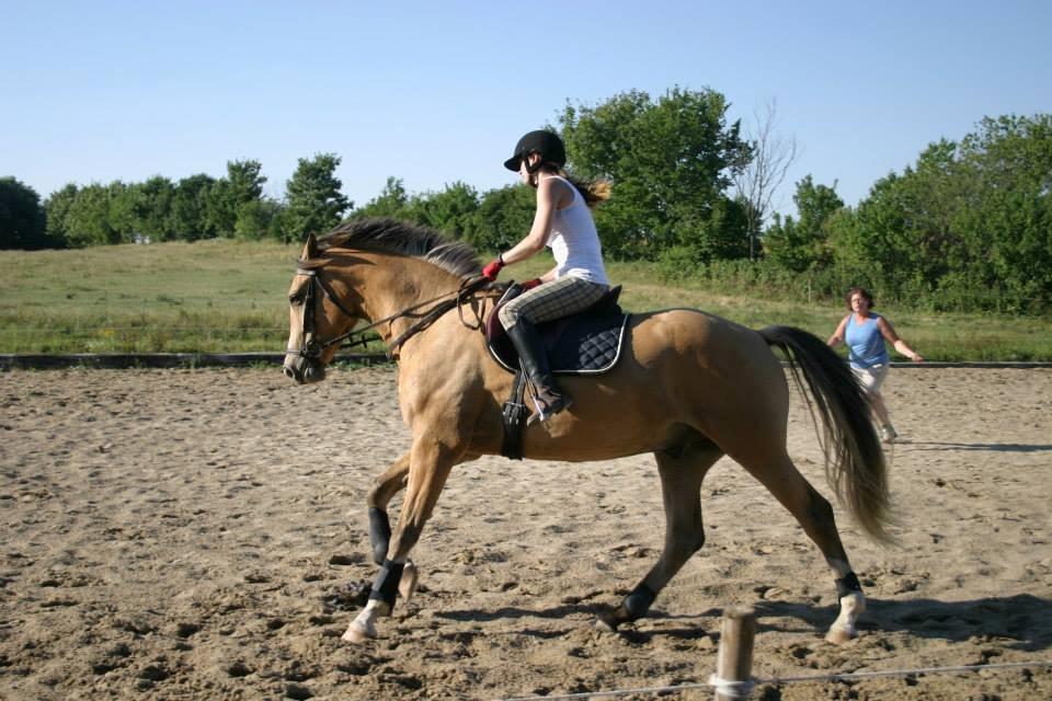 Anden særlig race Golden Zafra billede 14