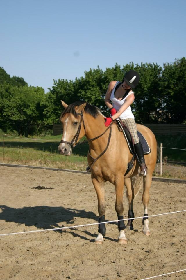 Anden særlig race Golden Zafra - Han er bare så dygtig. Tak til Charlotte for ridning billede 15