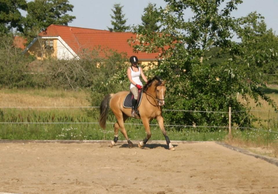 Anden særlig race Golden Zafra billede 10