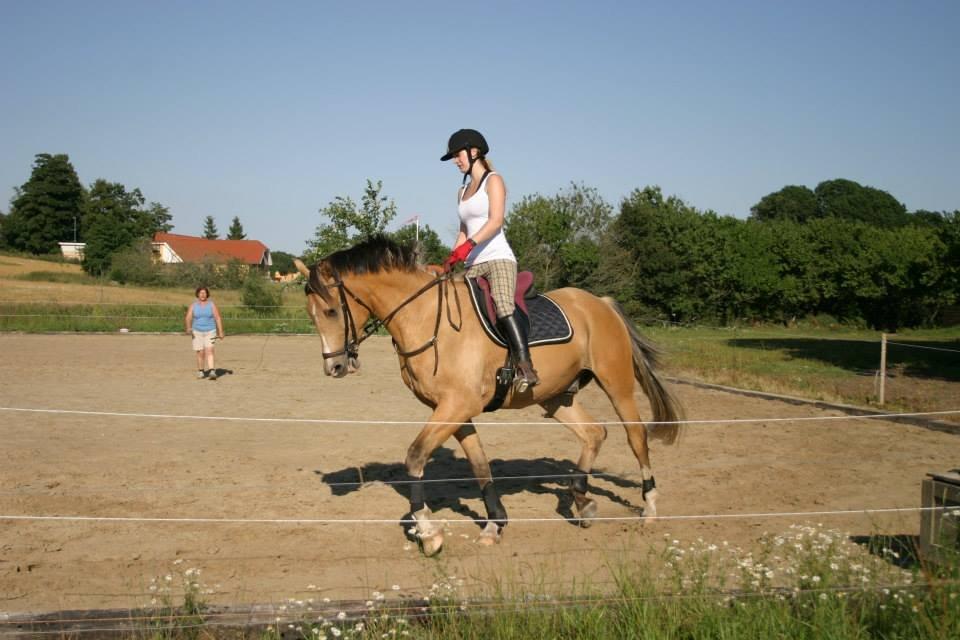 Anden særlig race Golden Zafra billede 11