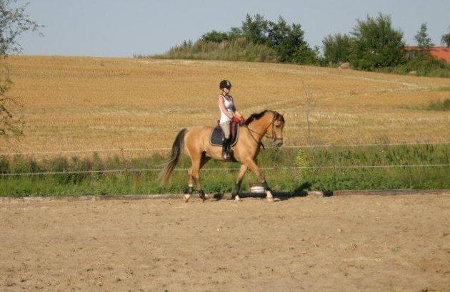 Anden særlig race Golden Zafra billede 9
