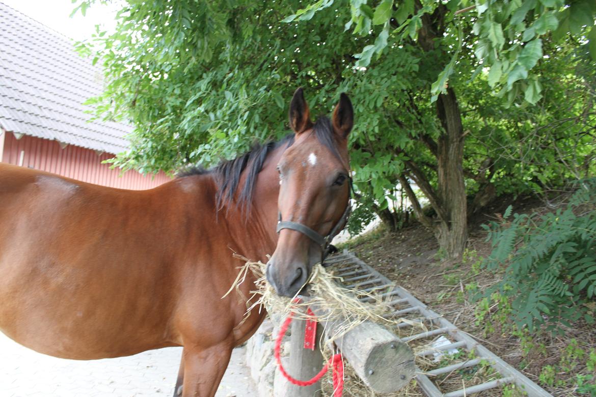 Anden særlig race tasja. - vekommen til Tasjas profil. billede 1