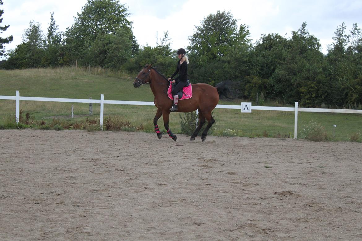 Anden særlig race tasja. billede 2