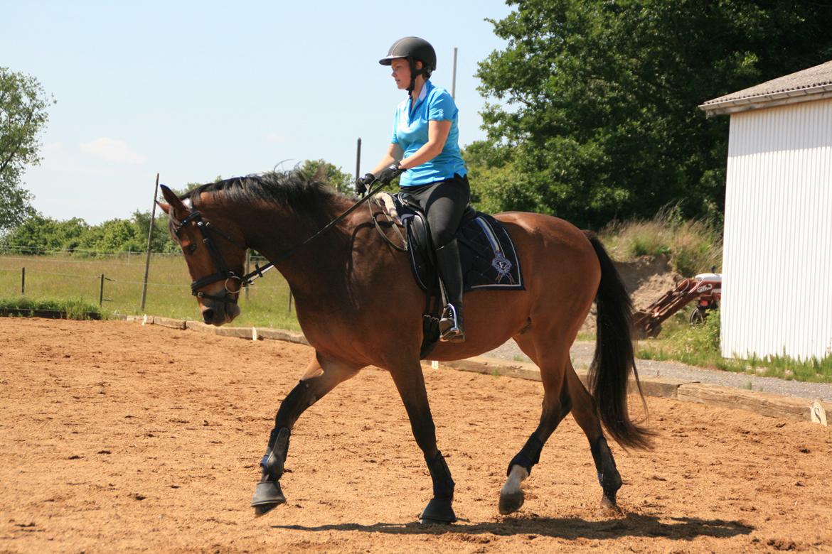 Dansk Varmblod Stenhedegårds Dorién - Juni 2013
 billede 24