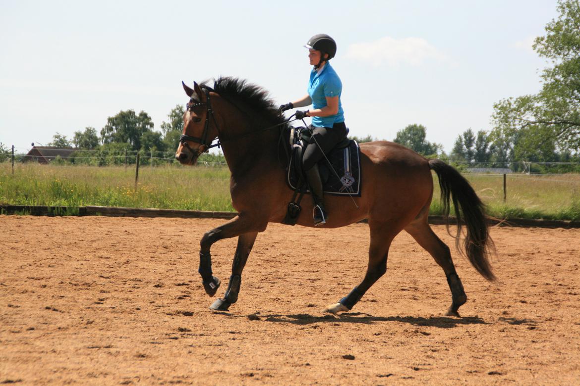 Dansk Varmblod Stenhedegårds Dorién - Juni 2013 billede 26