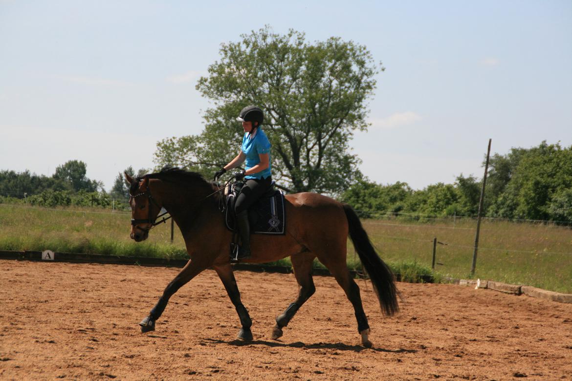 Dansk Varmblod Stenhedegårds Dorién - Juni 2013
 billede 32