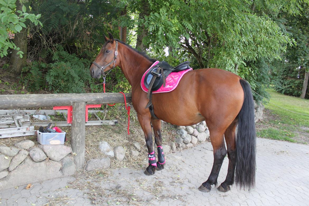 Anden særlig race tasja. billede 3