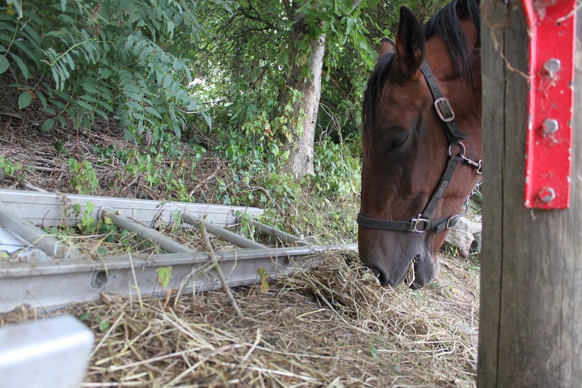 Anden særlig race tasja. billede 7