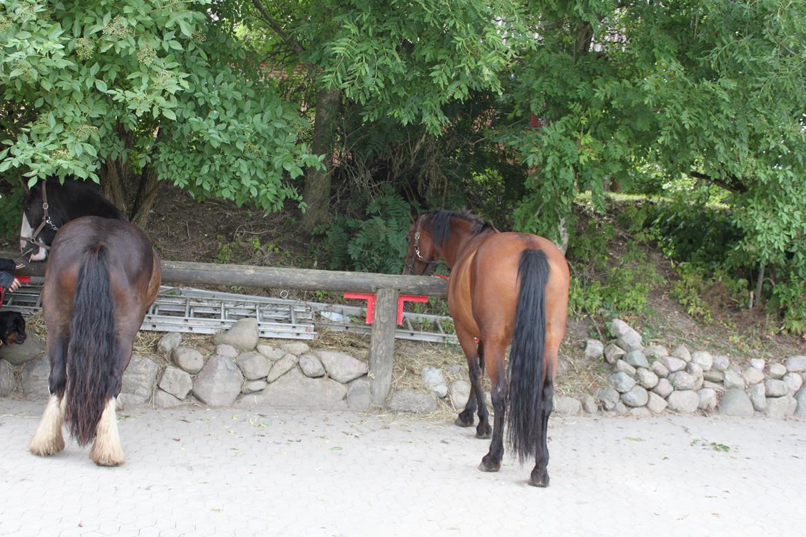 Anden særlig race tasja. billede 8