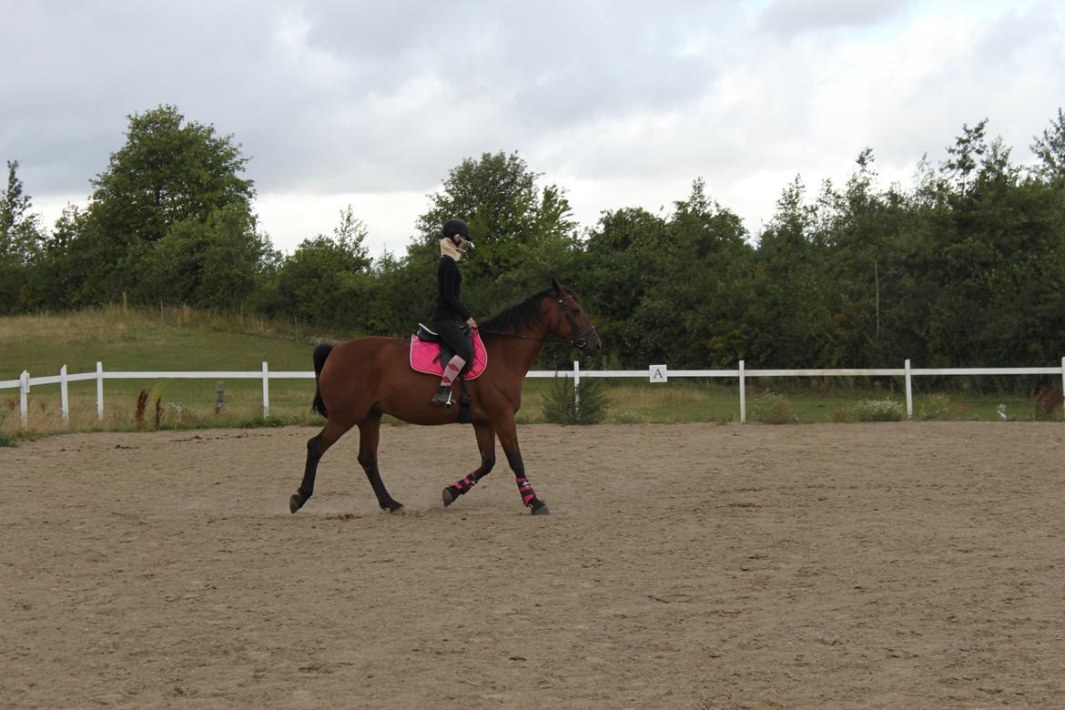 Anden særlig race tasja. billede 10