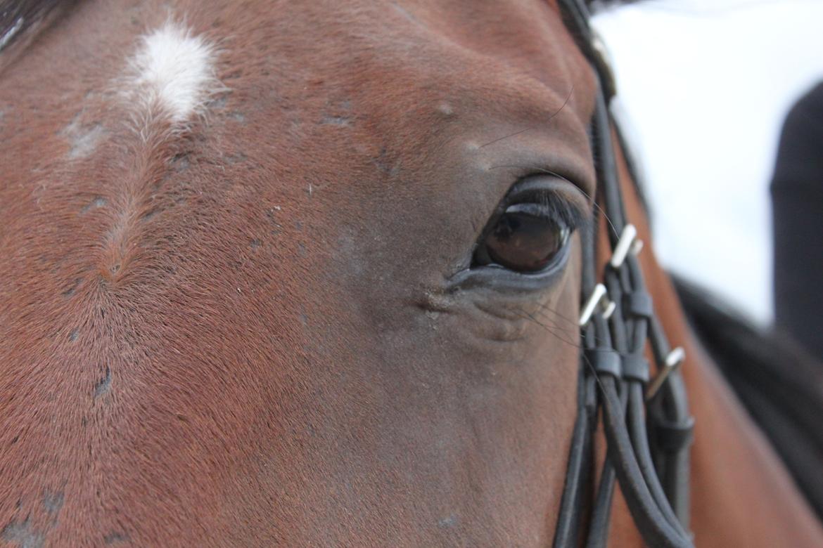 Anden særlig race tasja. - tak fordi i kiggede med. billede 11