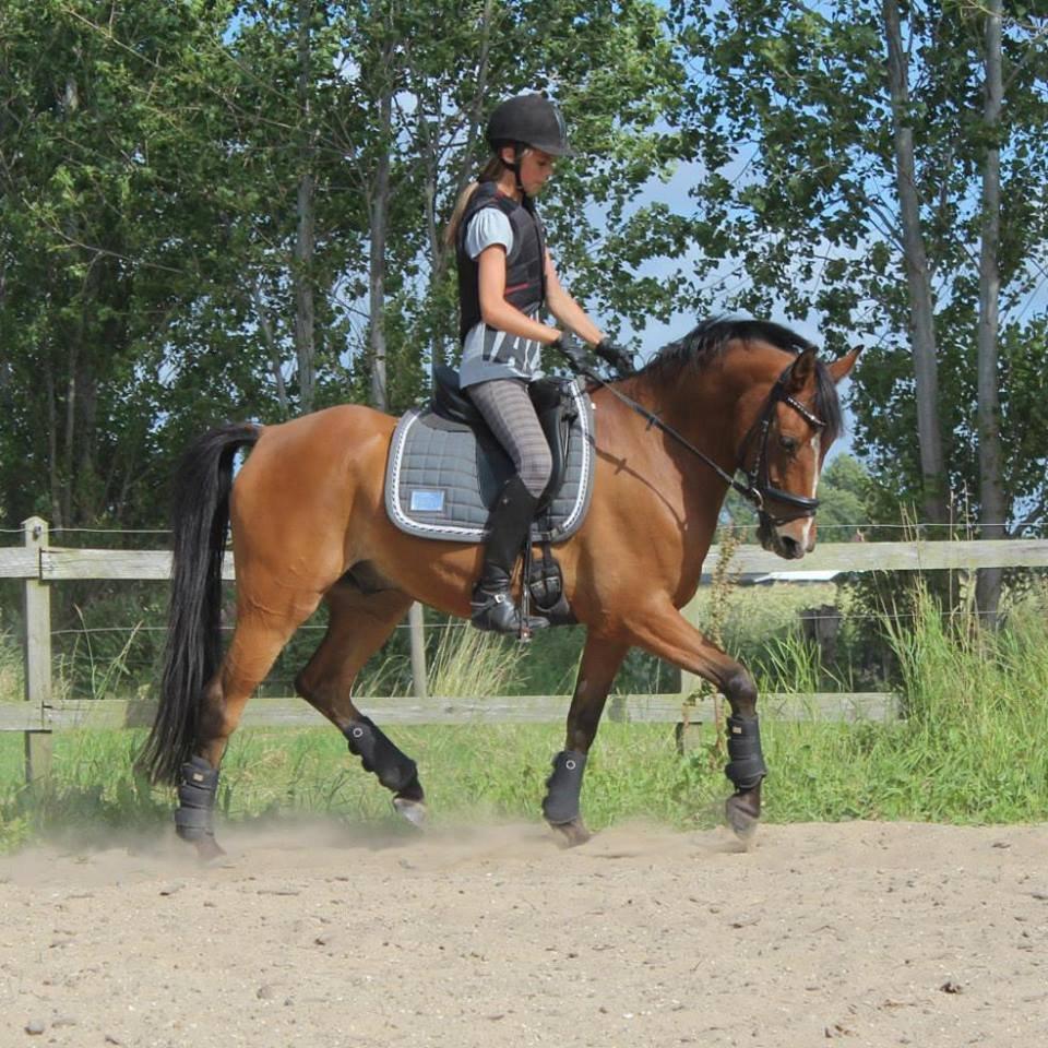 DSP Røgild's Bastian - Træning 2013 billede 10