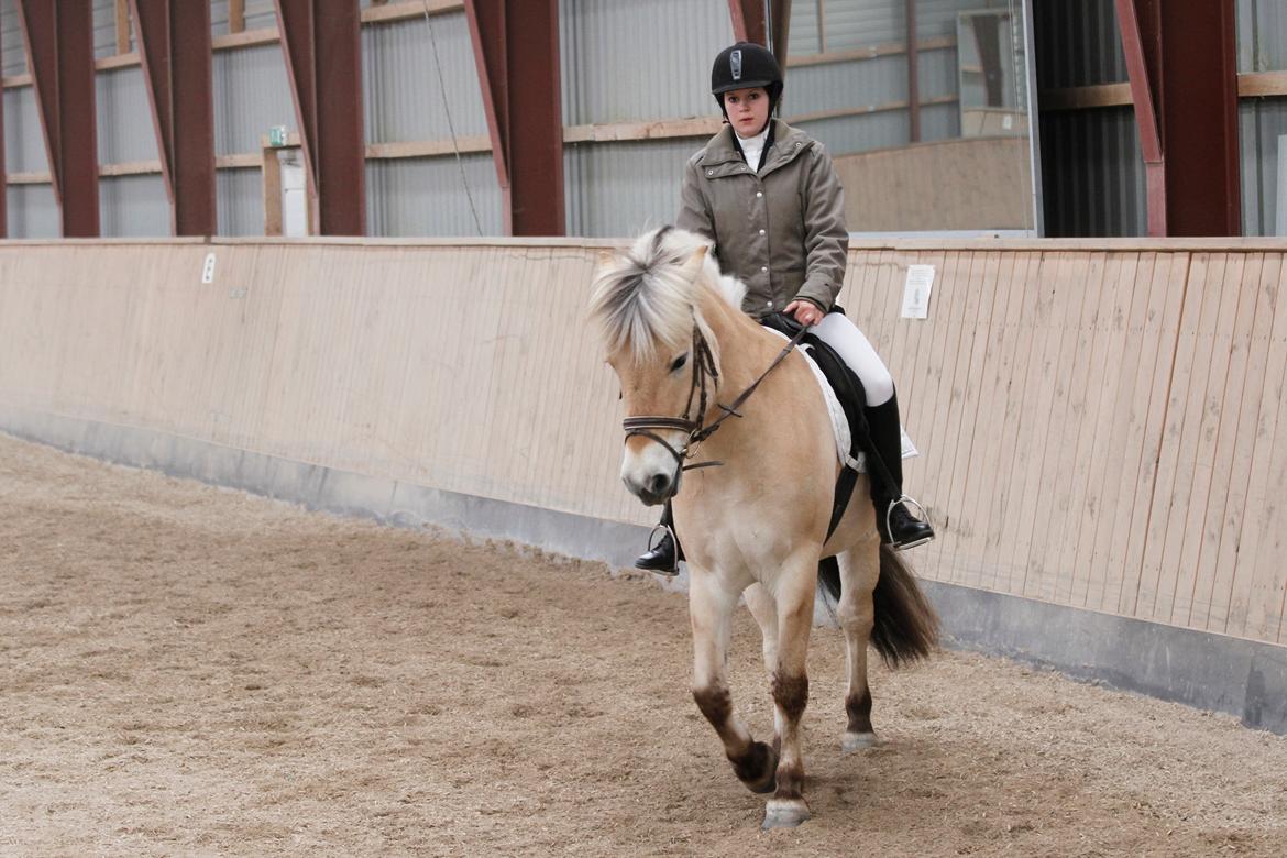 Fjordhest Lille Søgaards Rex billede 4