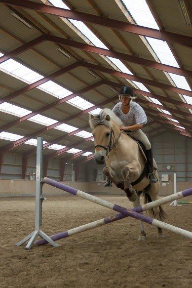 Fjordhest Lille Søgaards Rex billede 5