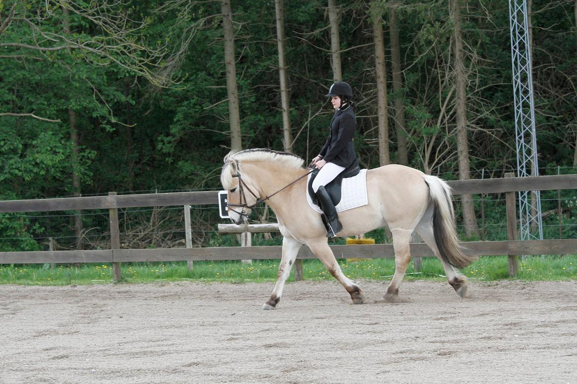 Fjordhest Lille Søgaards Rex billede 6