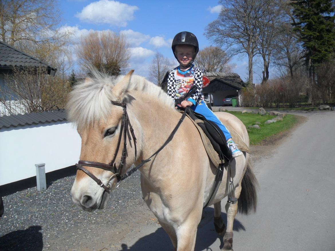 Fjordhest Lille Søgaards Rex billede 8