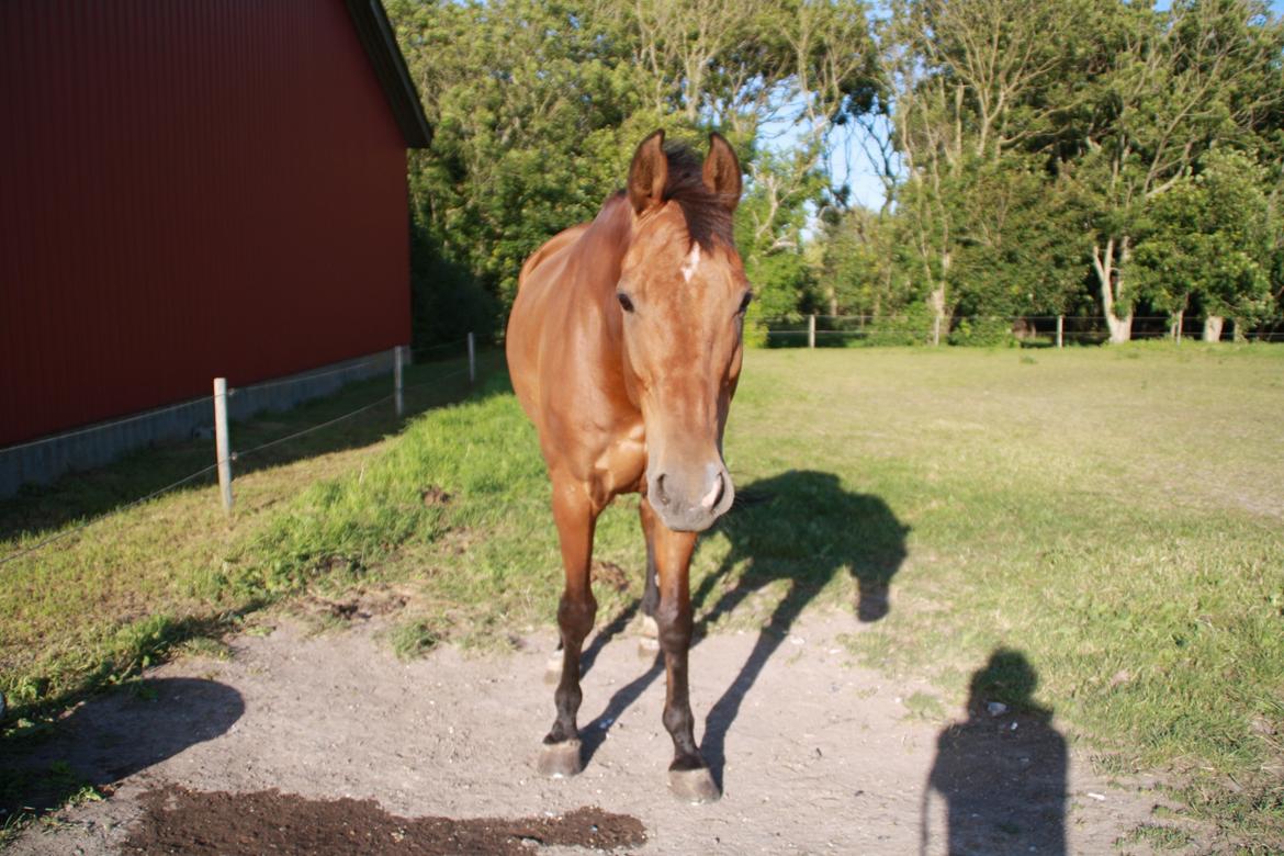 Dansk Varmblod Pari Lord billede 1