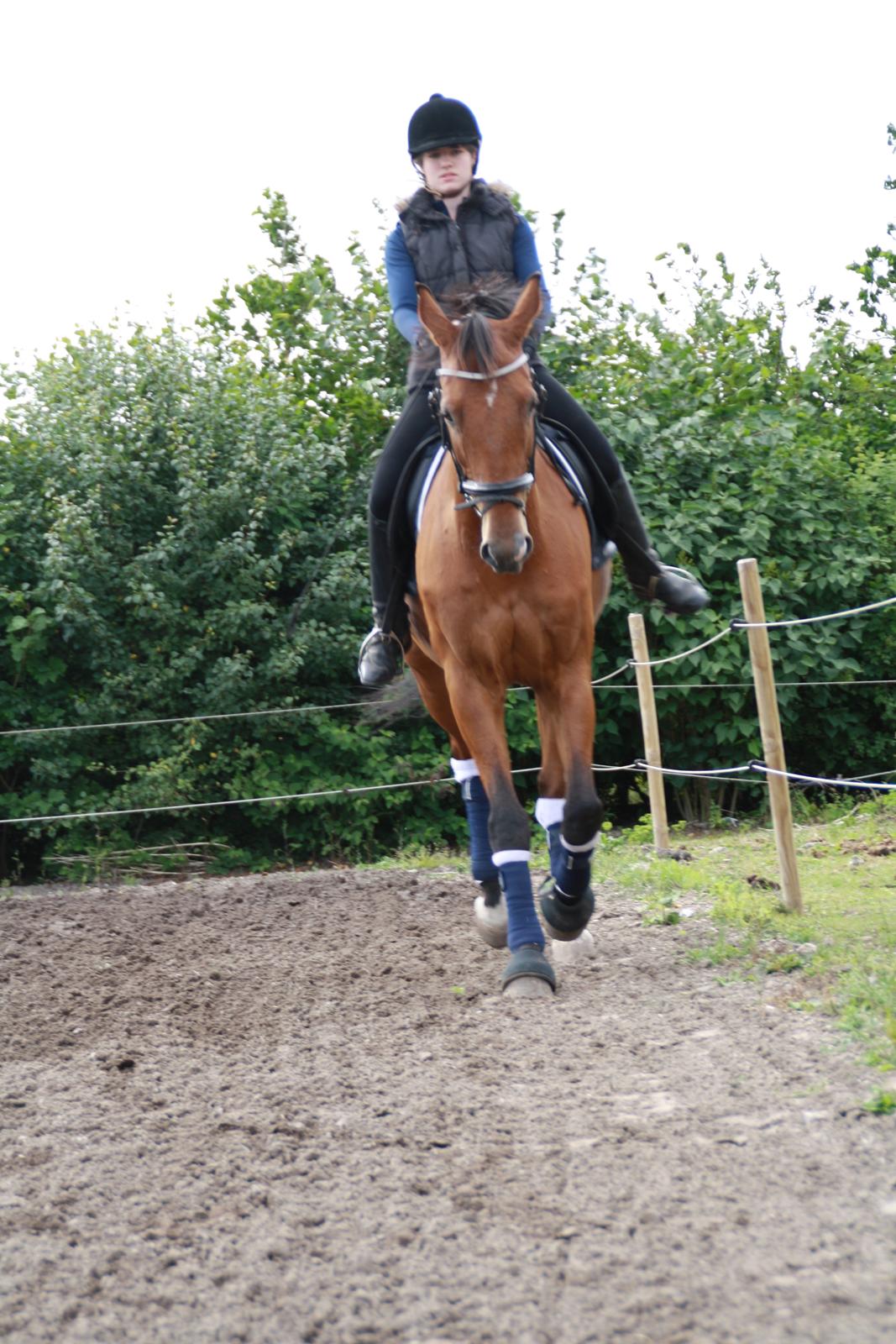 Dansk Varmblod Pari Lord billede 2