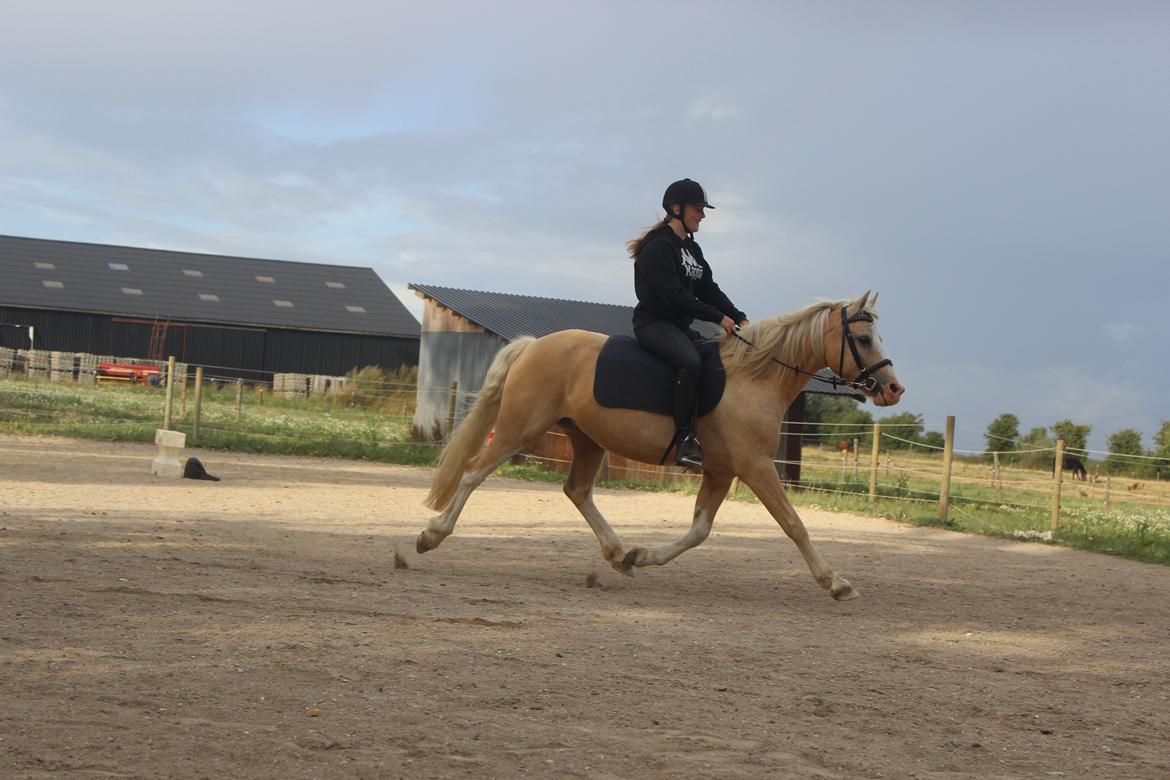 DSP Tovdal's Ivory Princess <3 - fri trav <3 billede 4