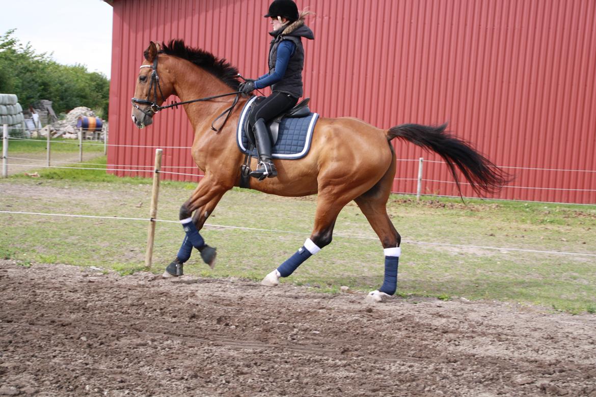 Dansk Varmblod Pari Lord billede 3