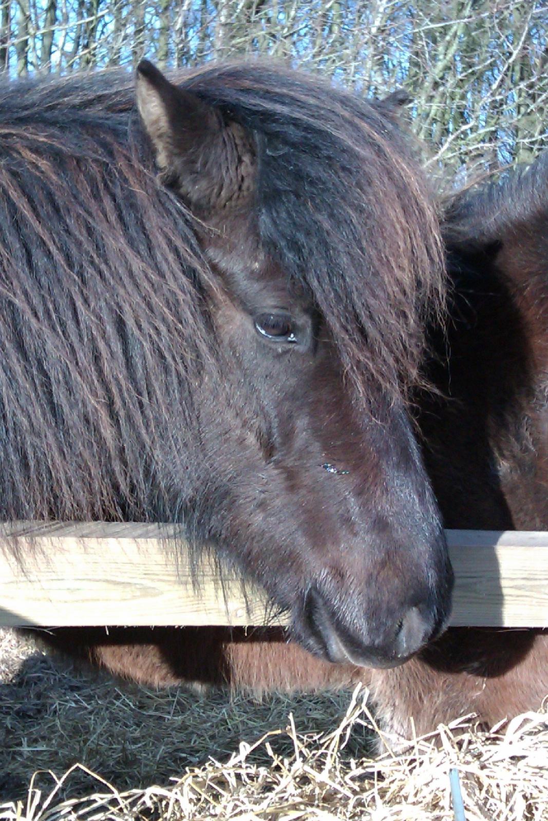 Islænder Svala fra Fuglsang - SVALA!<3 billede 6