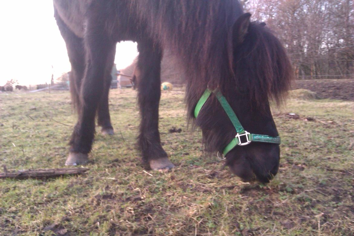 Islænder Svala fra Fuglsang billede 11