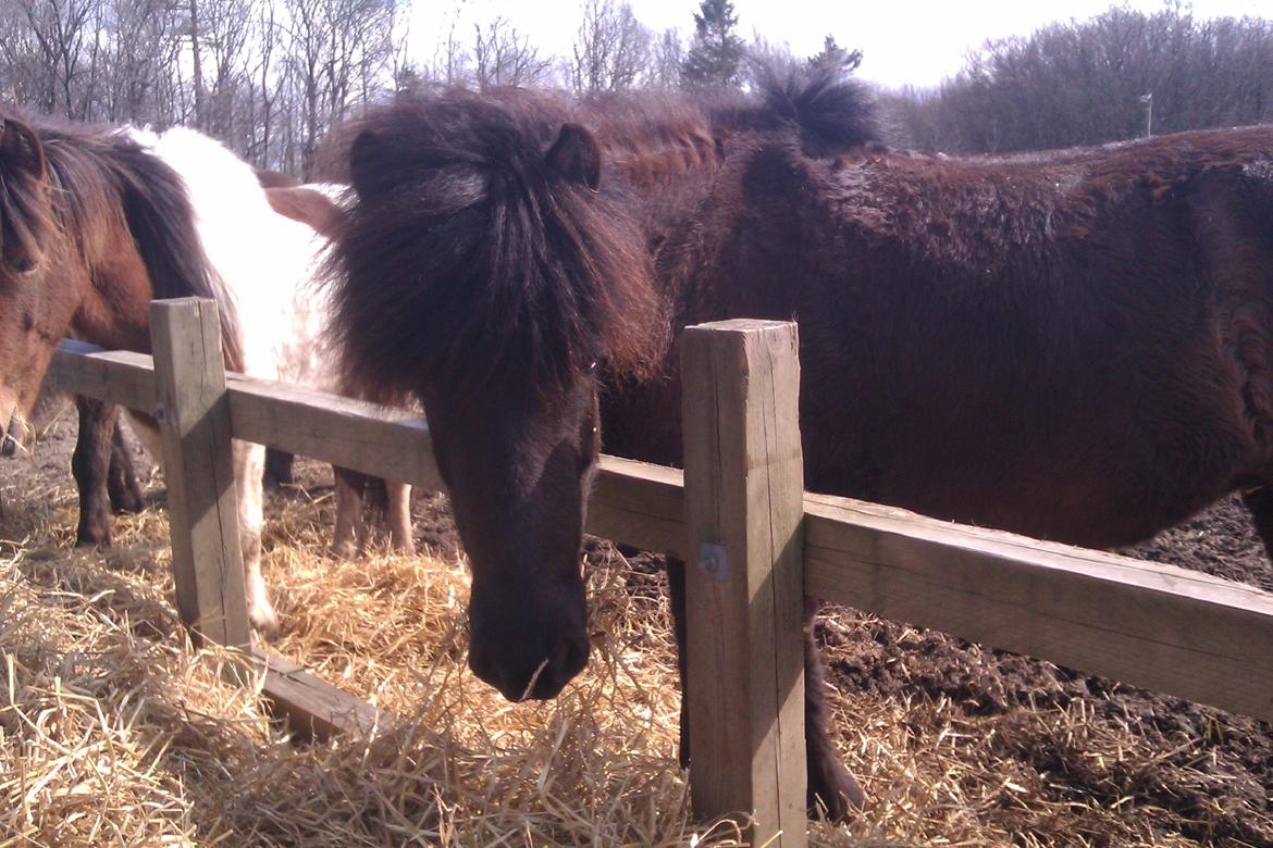 Islænder Svala fra Fuglsang - Fold billede 12
