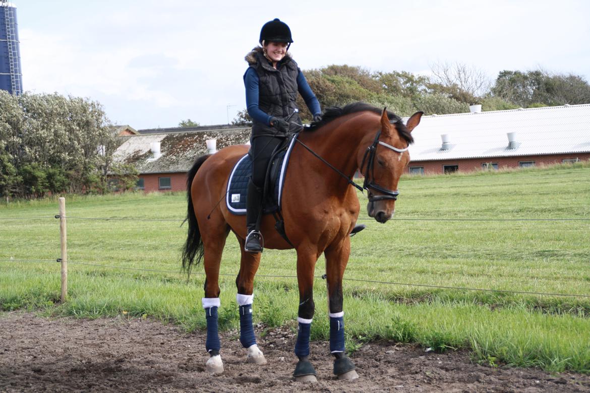 Dansk Varmblod Pari Lord billede 4