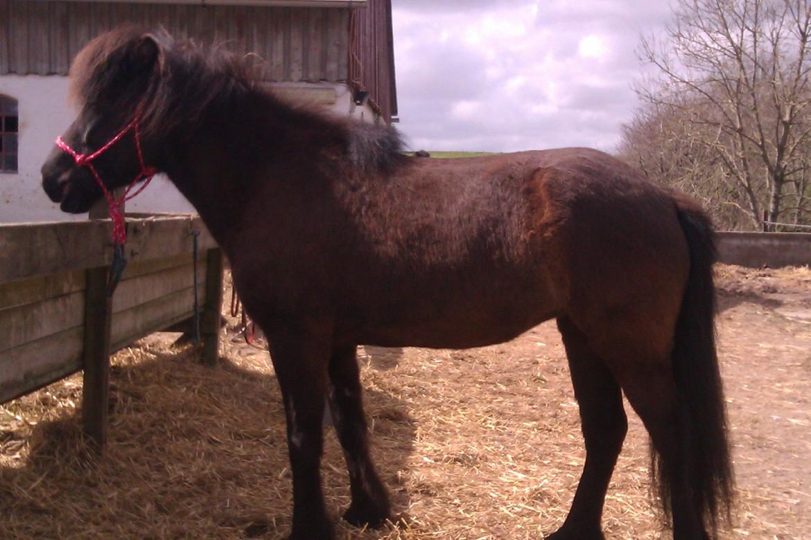 Islænder Svala fra Fuglsang - Med sin nye rebgrime:) billede 13