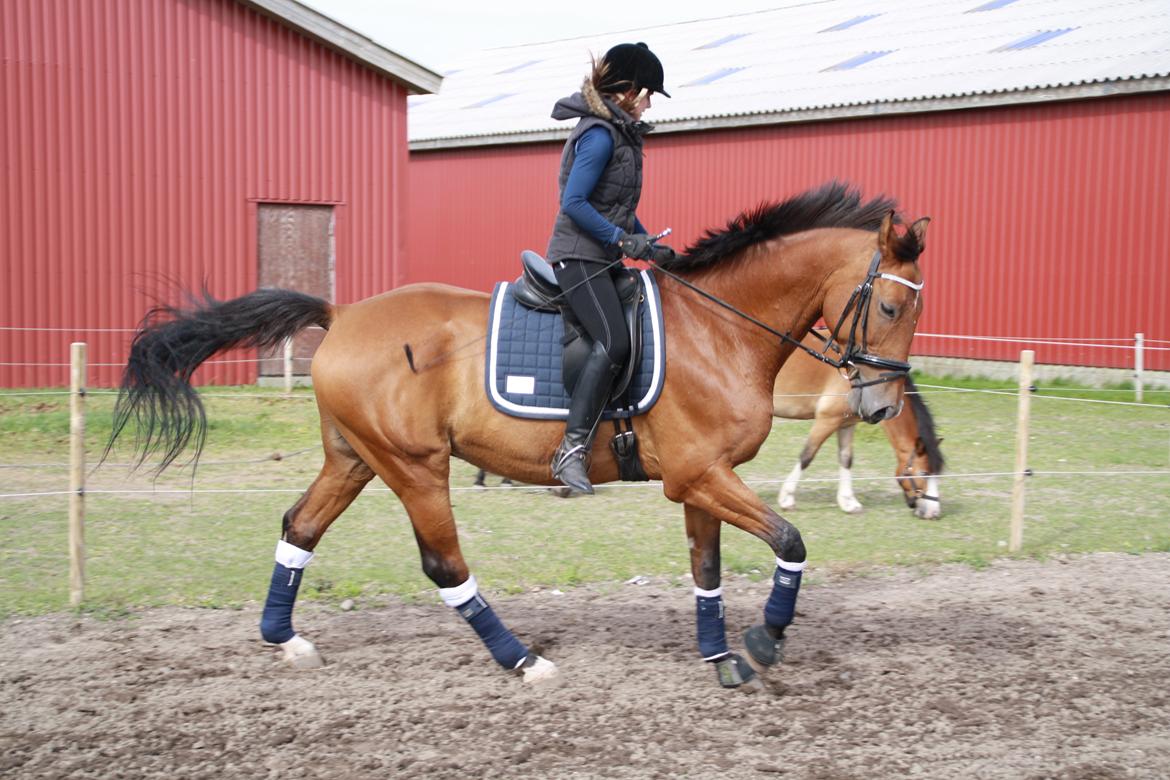 Dansk Varmblod Pari Lord billede 5