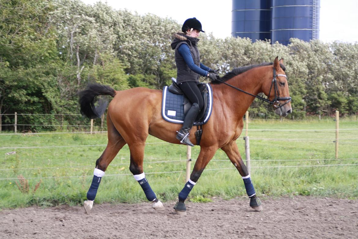 Dansk Varmblod Pari Lord billede 6