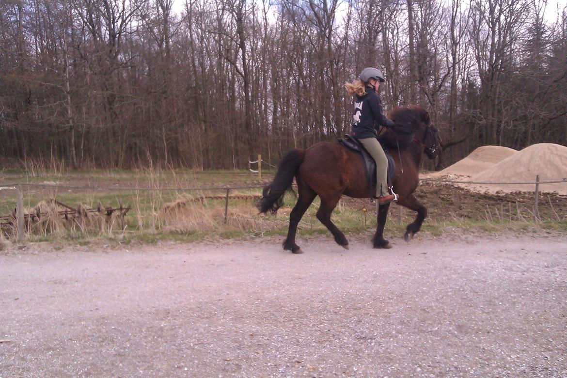Islænder Svala fra Fuglsang - Mig og Svala rider (det gik ikke så godt den dag) billede 14