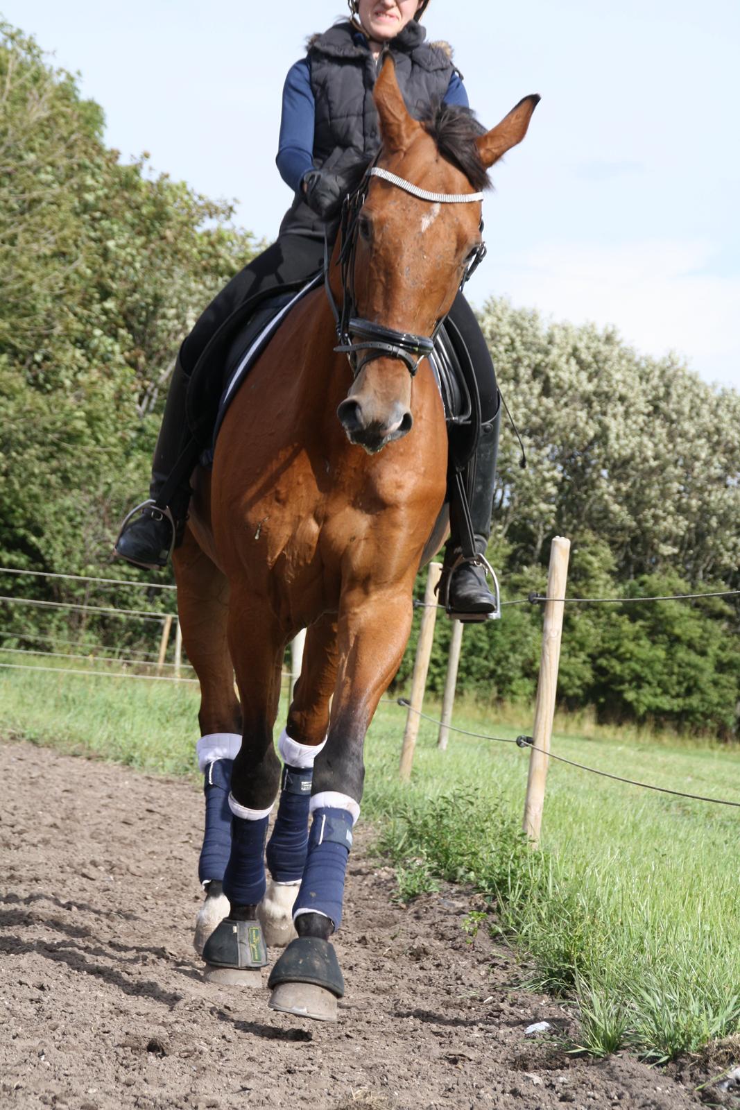 Dansk Varmblod Pari Lord billede 7