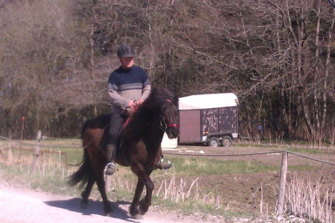 Islænder Svala fra Fuglsang - Far rider billede 15