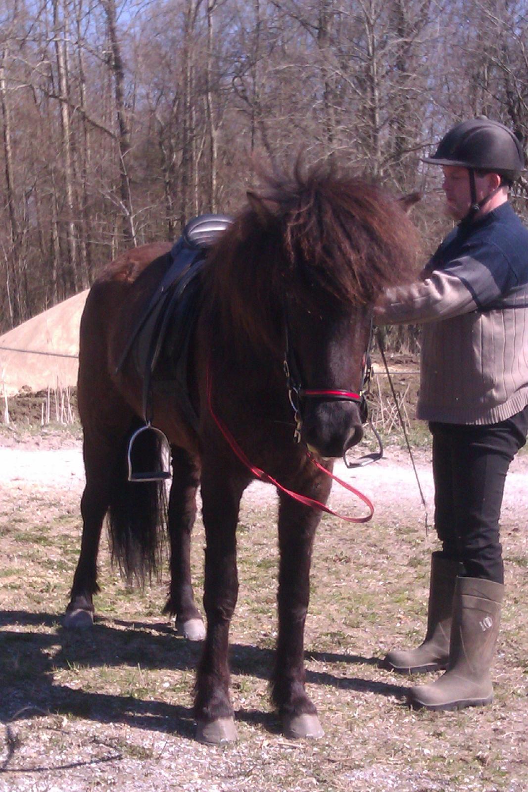 Islænder Svala fra Fuglsang - Far gør klar til at ride billede 16