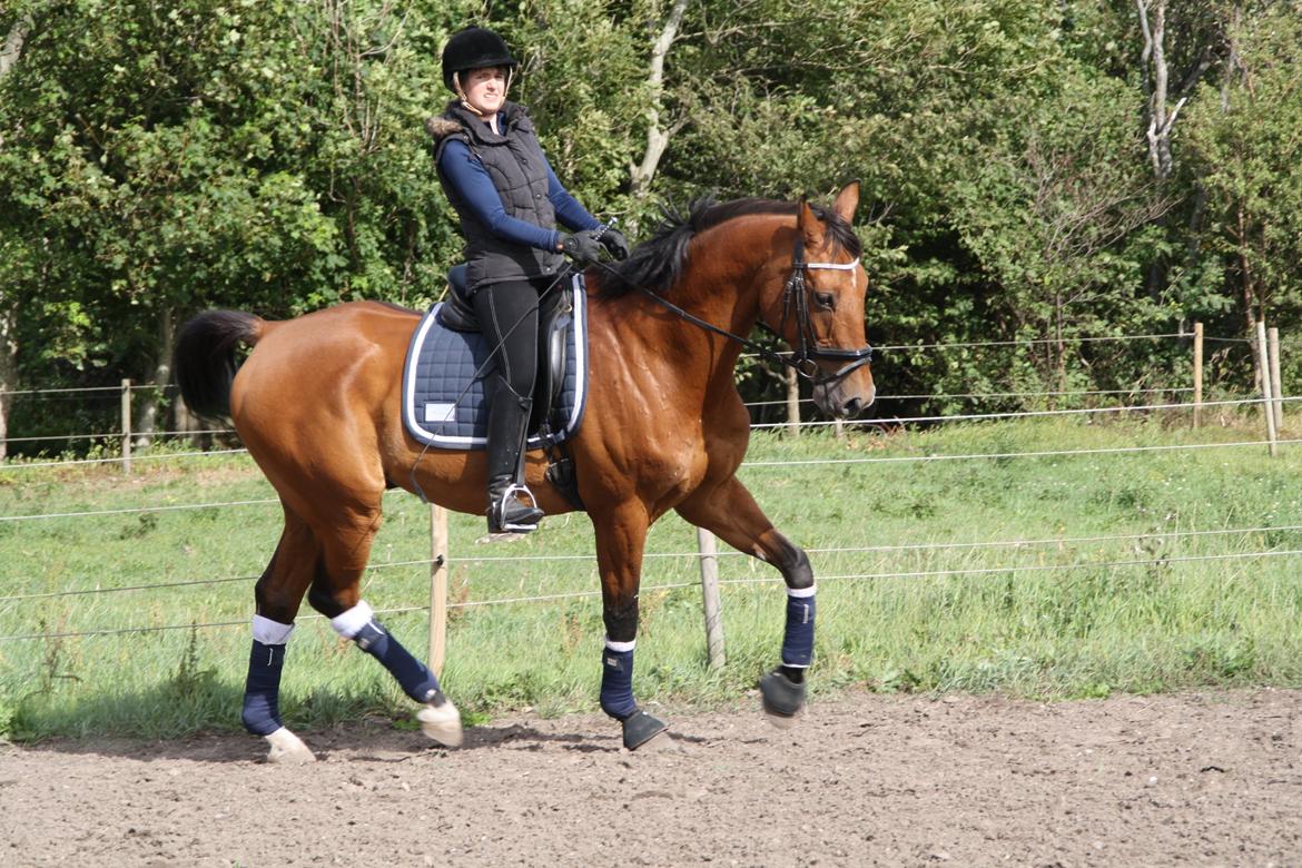 Dansk Varmblod Pari Lord billede 8