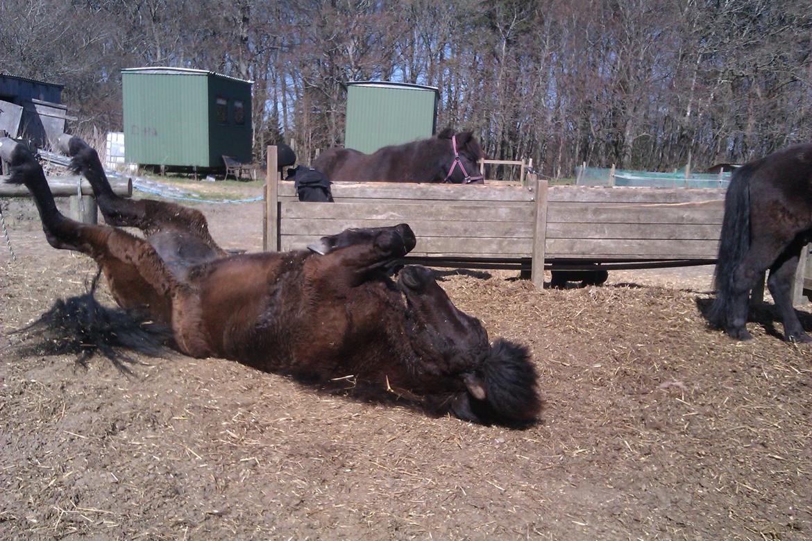 Islænder Svala fra Fuglsang - Så ruller viXD billede 2