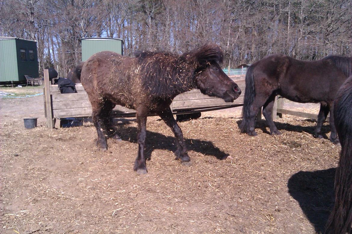 Islænder Svala fra Fuglsang - Efter en ordentlig rulle tur skal der rystesXD billede 3