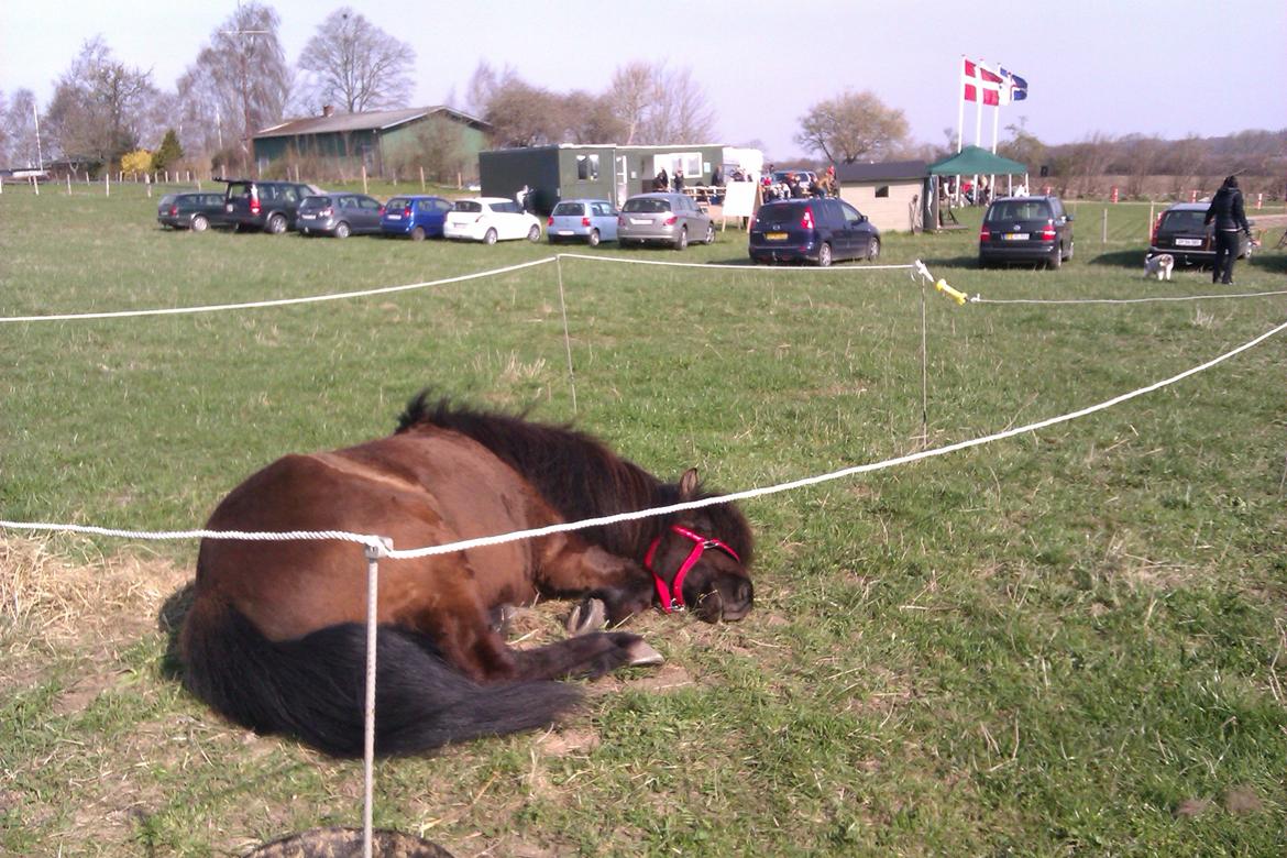 Islænder Svala fra Fuglsang - På fold til Gandur stævne billede 7