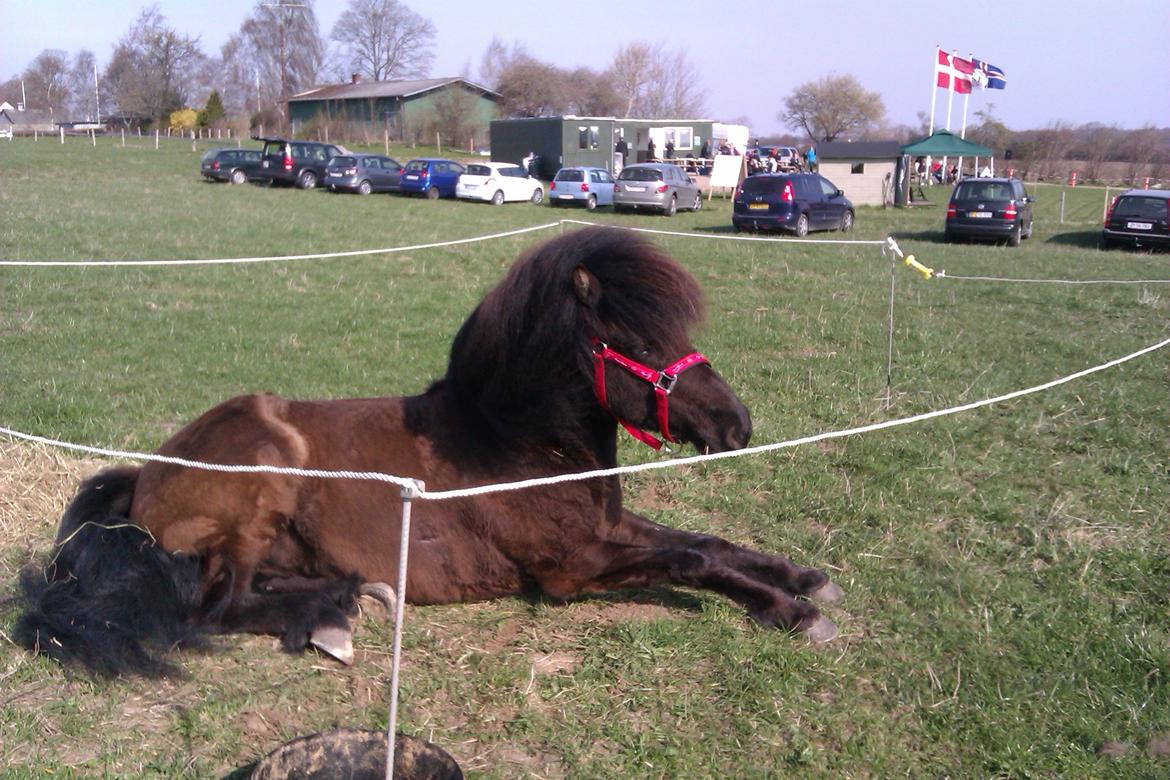Islænder Svala fra Fuglsang - Gandur stævne billede 8