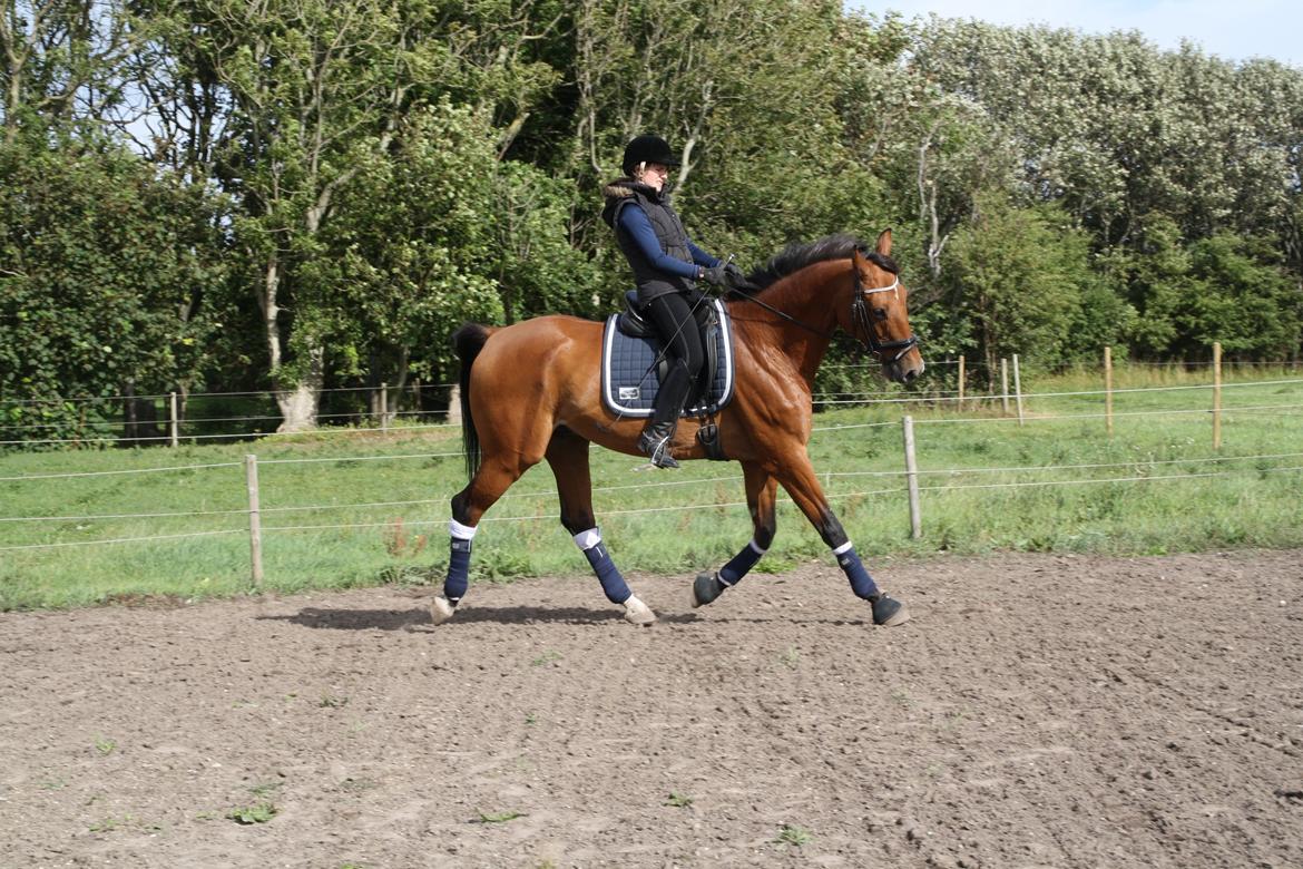 Dansk Varmblod Pari Lord billede 9