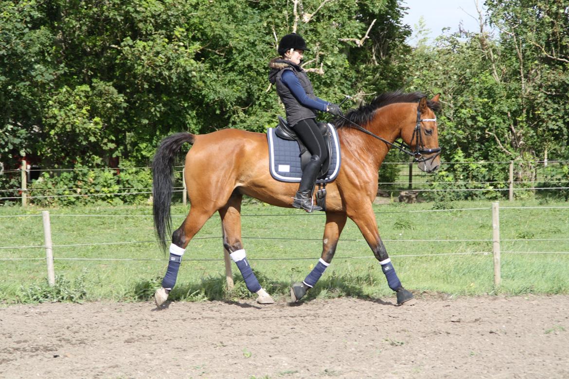 Dansk Varmblod Pari Lord billede 10