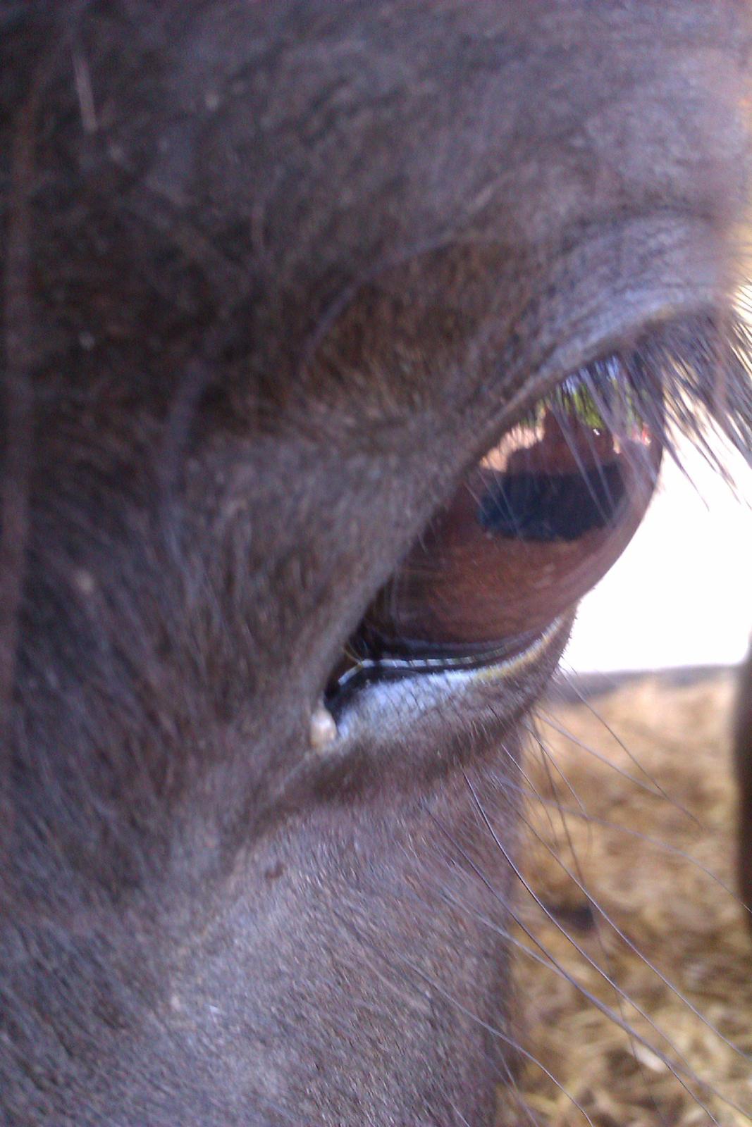 Islænder Svala fra Fuglsang billede 17