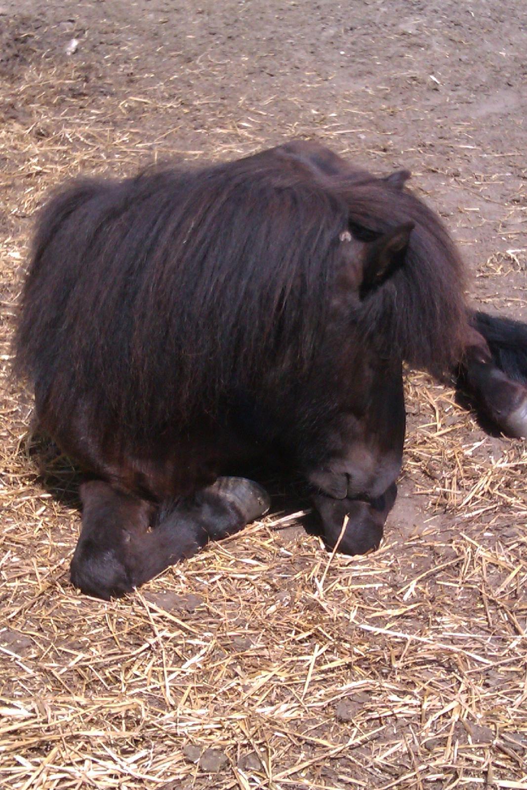 Islænder Svala fra Fuglsang billede 18