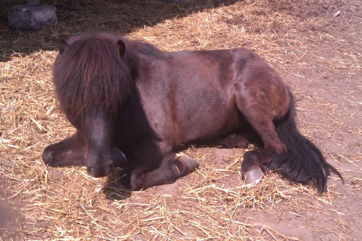Islænder Svala fra Fuglsang billede 19