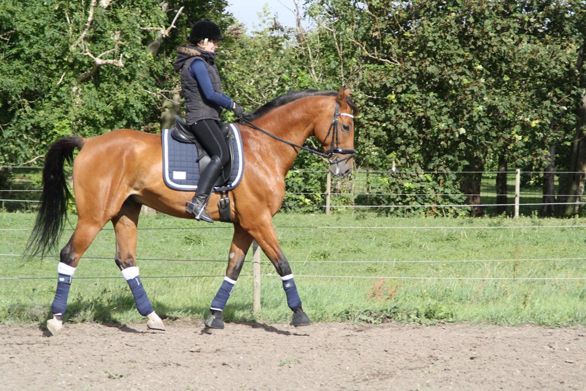 Dansk Varmblod Pari Lord billede 11