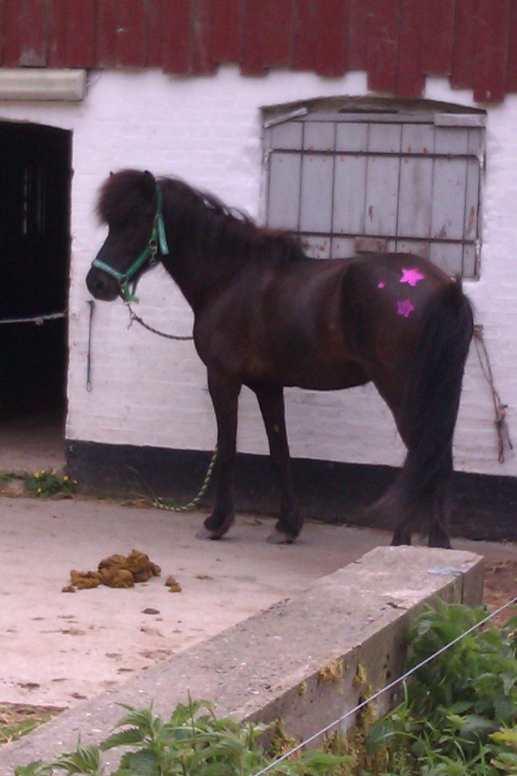 Islænder Svala fra Fuglsang - Glimmer stjerne Svala billede 20