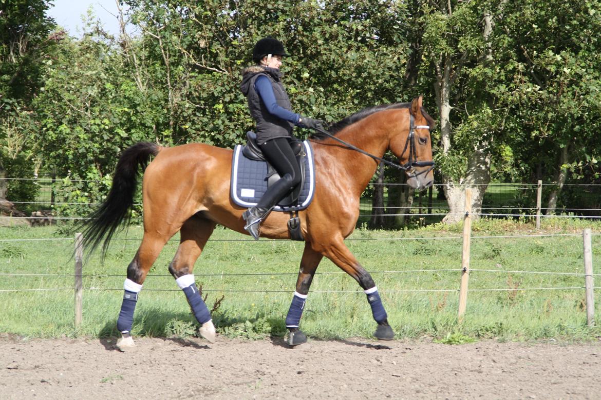 Dansk Varmblod Pari Lord billede 13