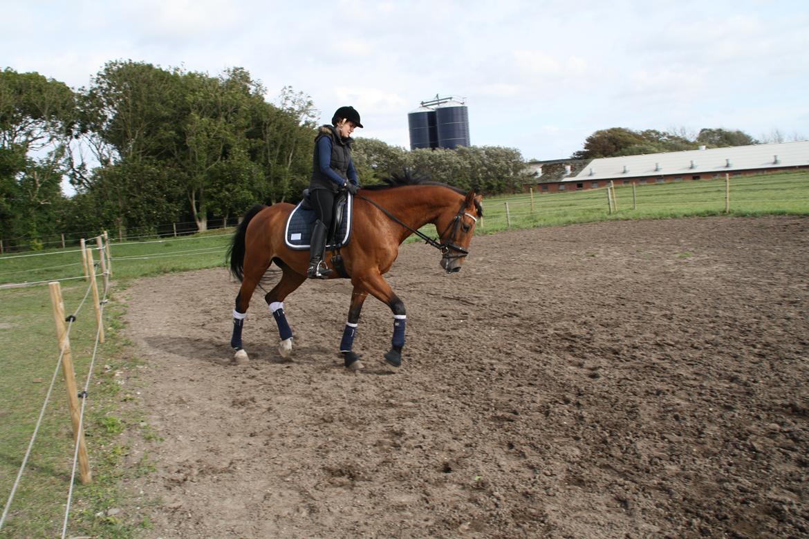 Dansk Varmblod Pari Lord billede 14