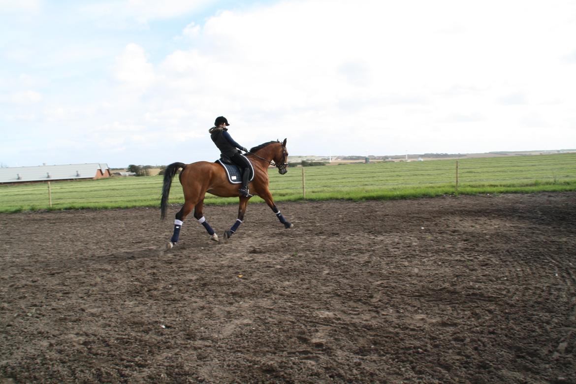 Dansk Varmblod Pari Lord billede 15